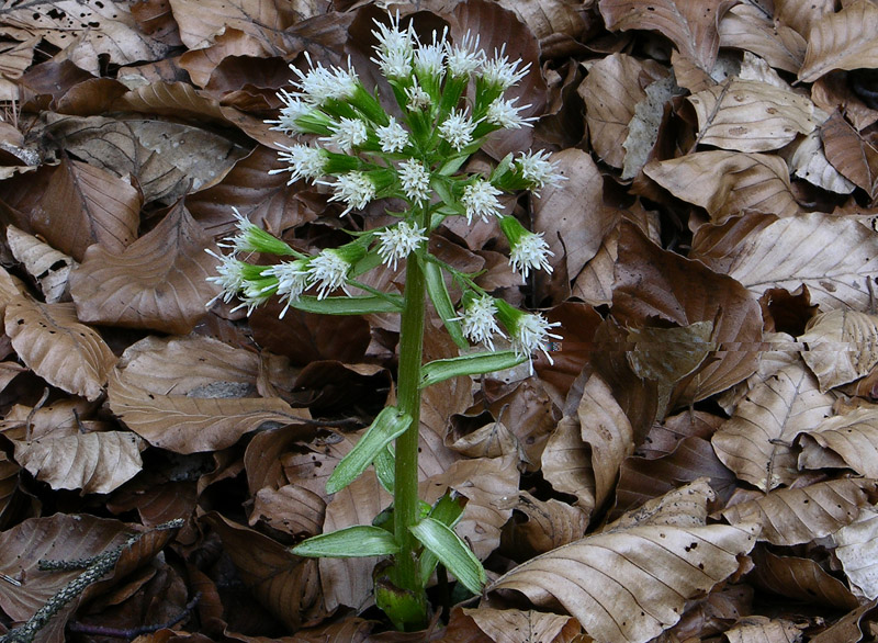 Tussilago farfara, Petasites albus e Crocus